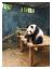 Shenzhen Zoo<br>Bara en panda nr jag var dr.